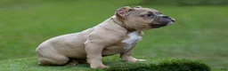 American Bully dogs for sale: Fawn male - Ad 4