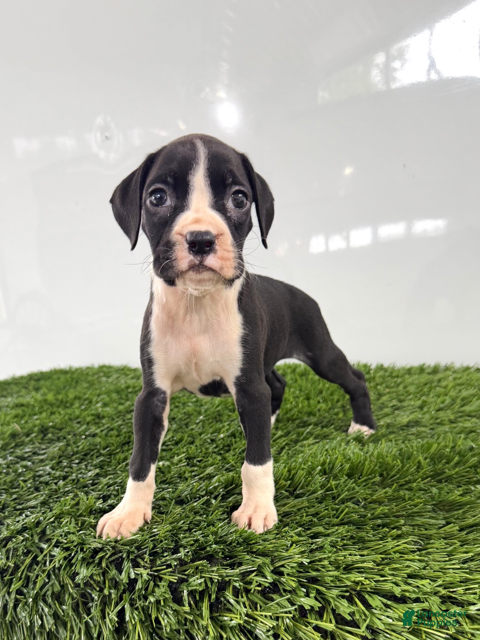 Boxer dogs Myla - Ad 1