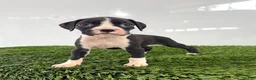 Boxer dogs for sale: Myla - Ad 1