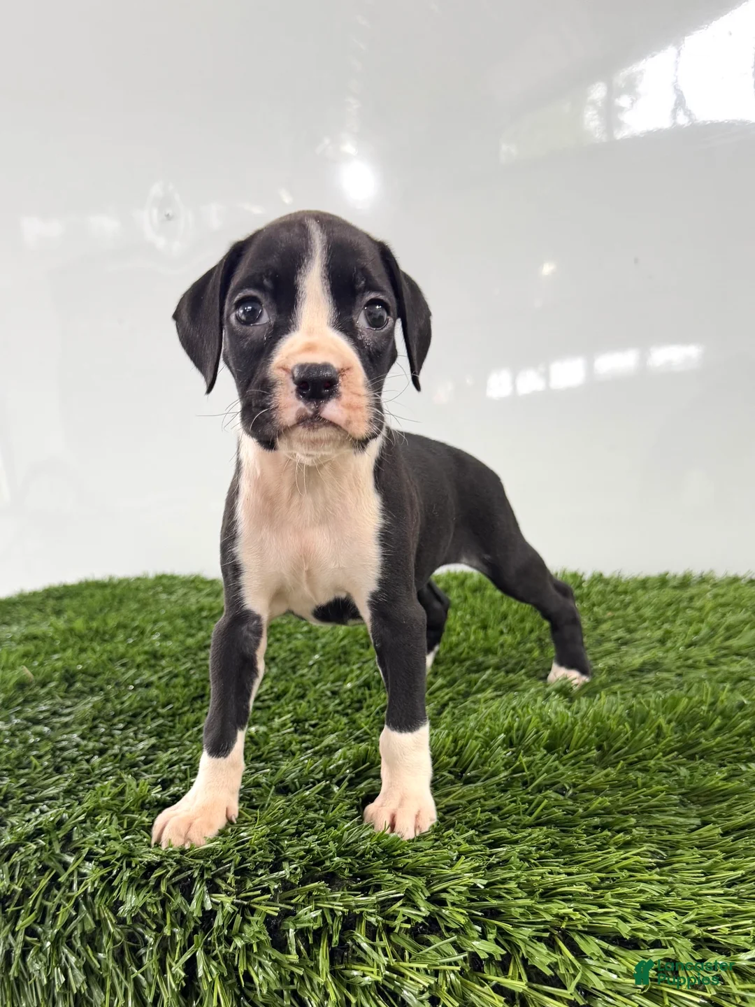 Boxer dogs for sale: Myla - Ad 1