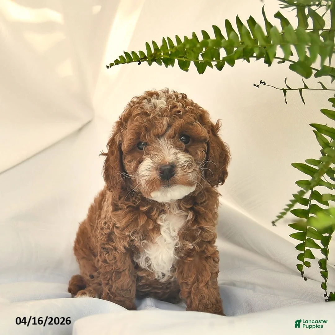 Miniature Poodle dogs for sale: Kanga  - Ad 3
