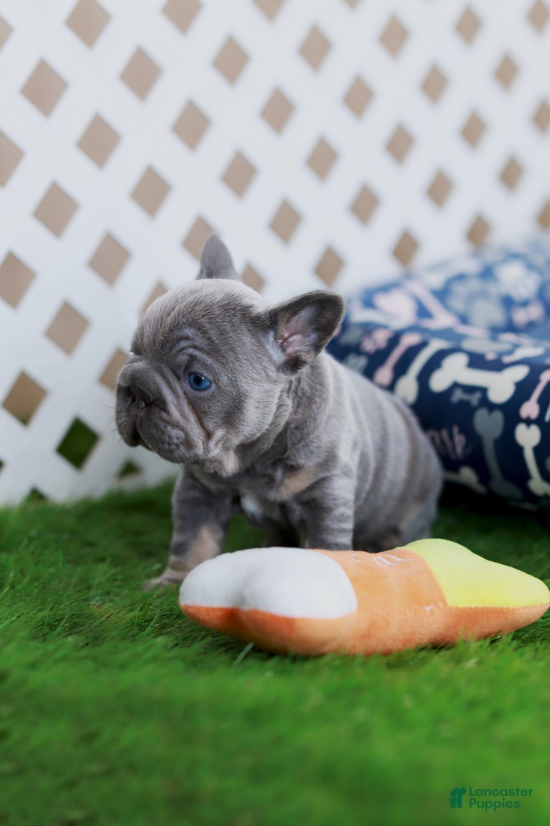 French Bulldog dogs for sale: Milo - Ad 4
