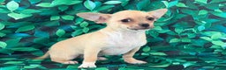Chihuahua dogs for sale: Cody - Ad 5