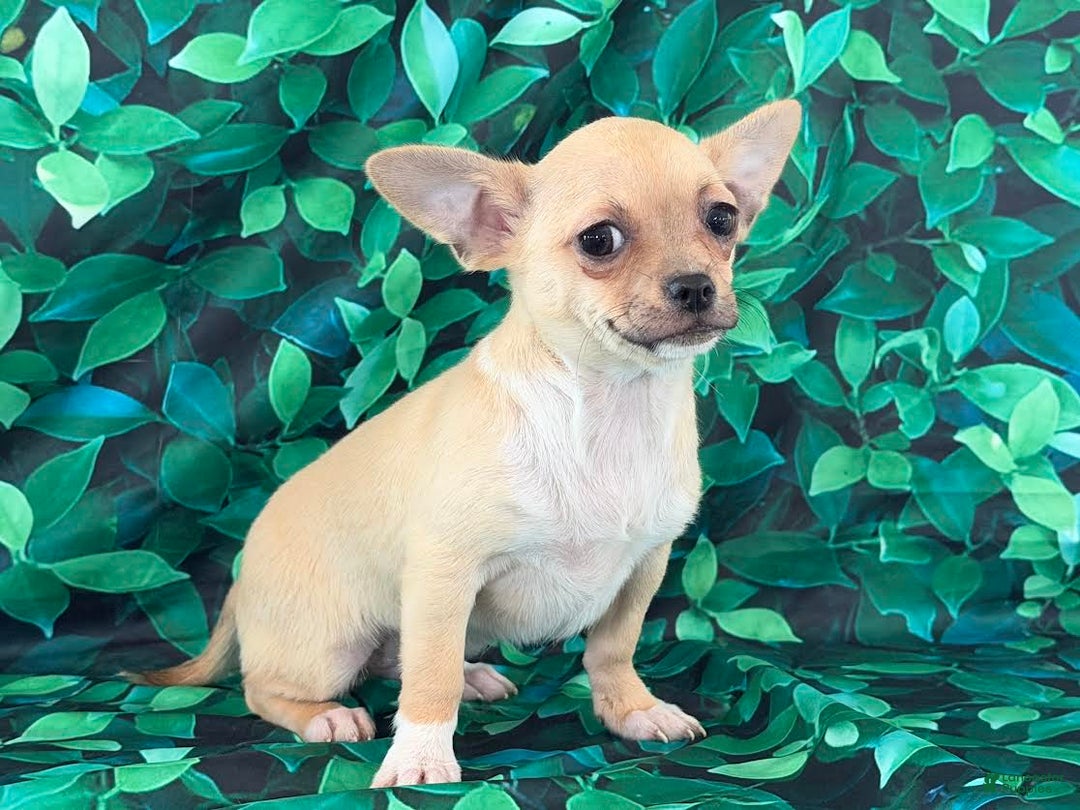 Chihuahua dogs for sale: Cody - Ad 5