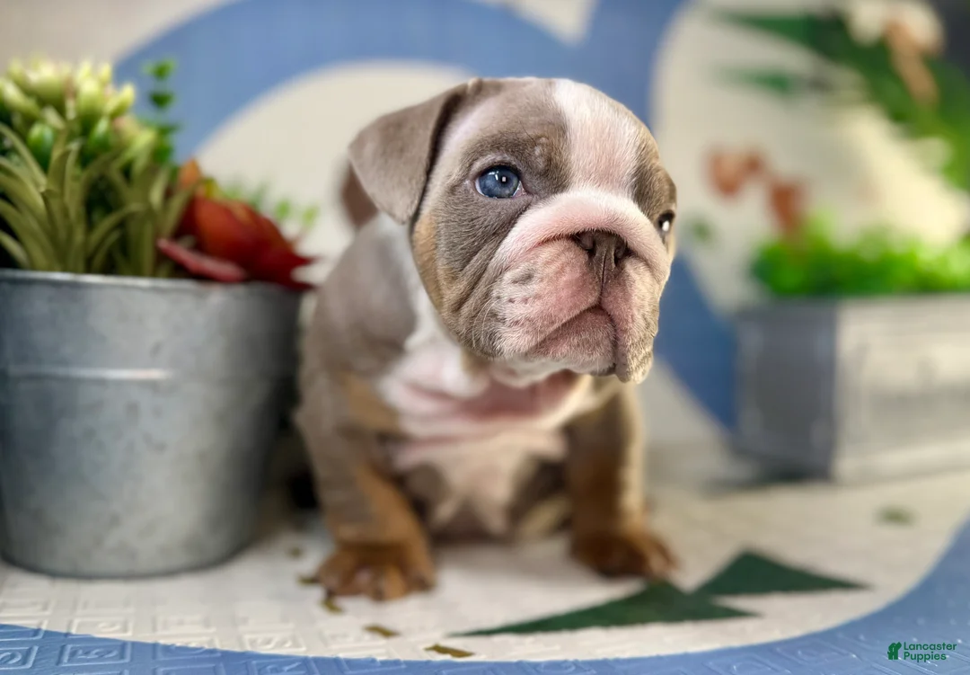 English Bulldog dogs for sale: London - Ad 2
