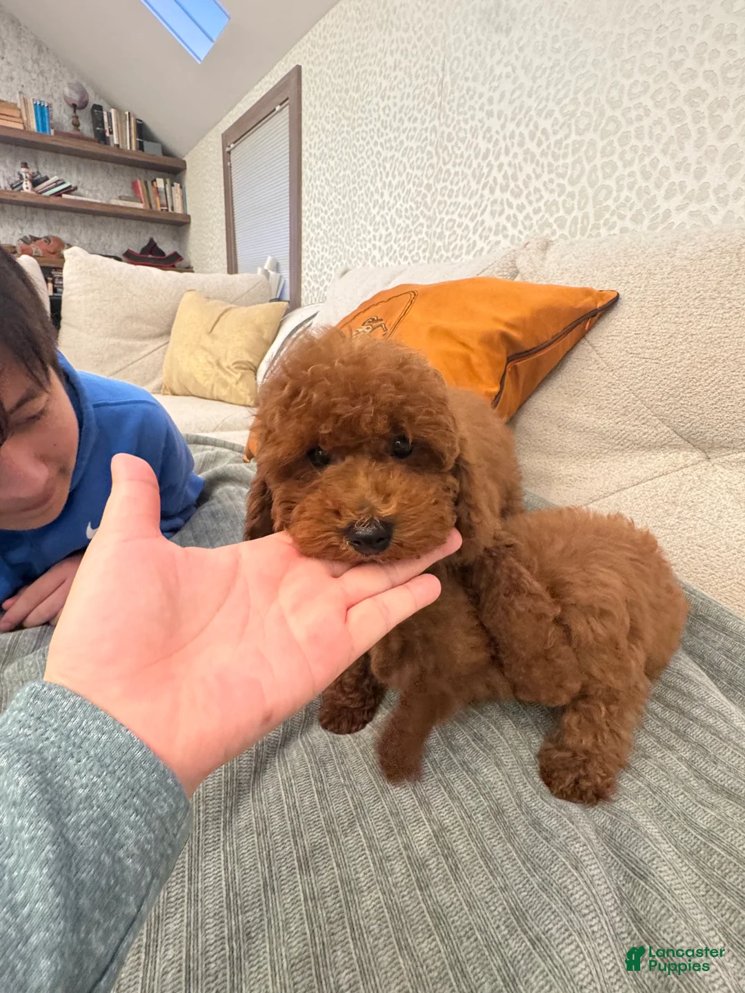 Toy Poodle dogs for sale: Mocha - Ad 3