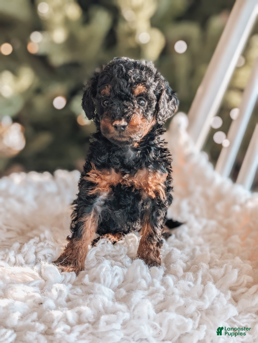 Toy Poodle dogs for sale: Buddy - Ad 2