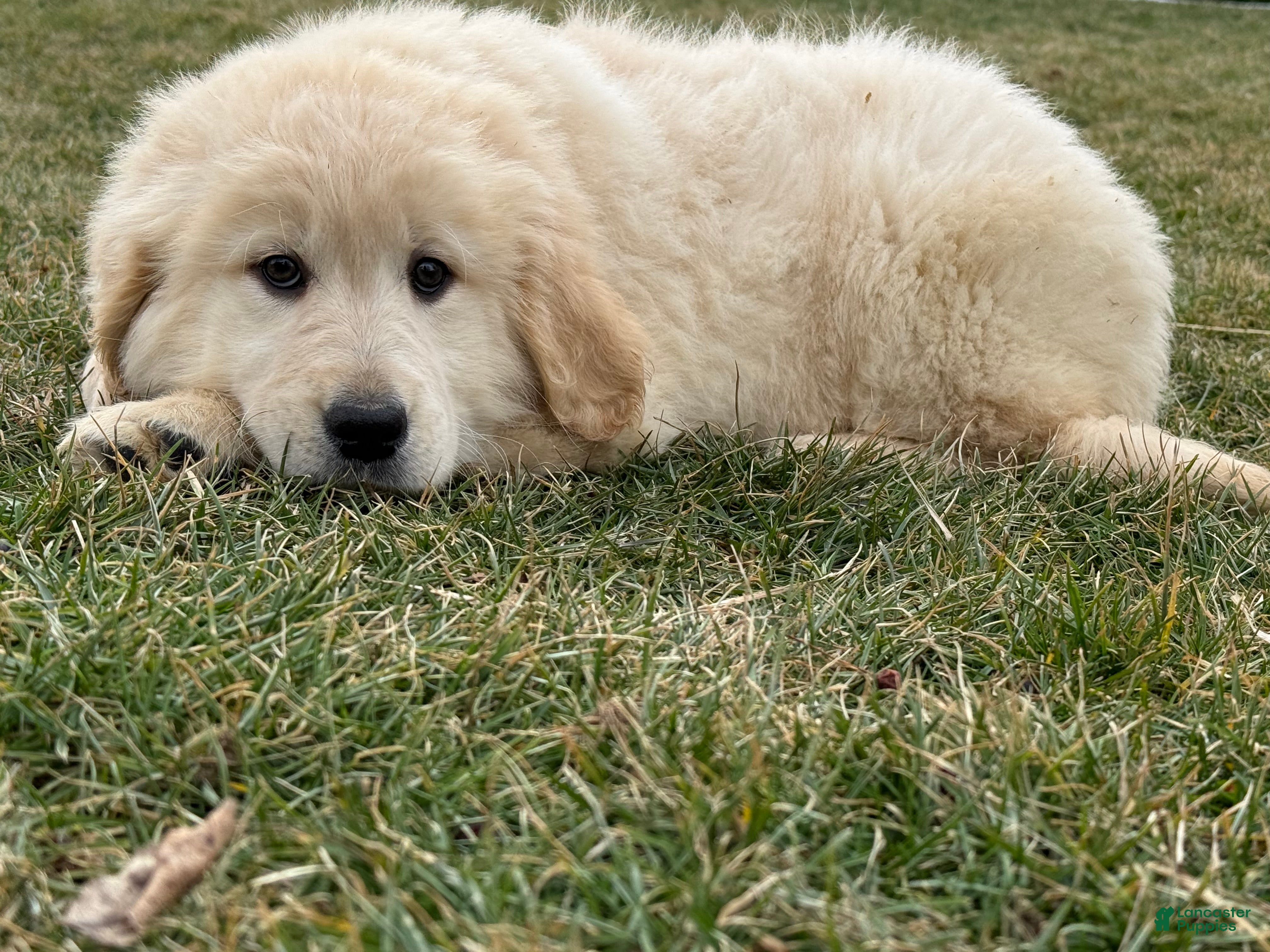 Golden Retriever dogs Peaches - Ad 2