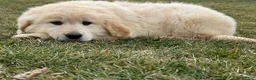 Golden Retriever dogs for sale: Peaches - Ad 2