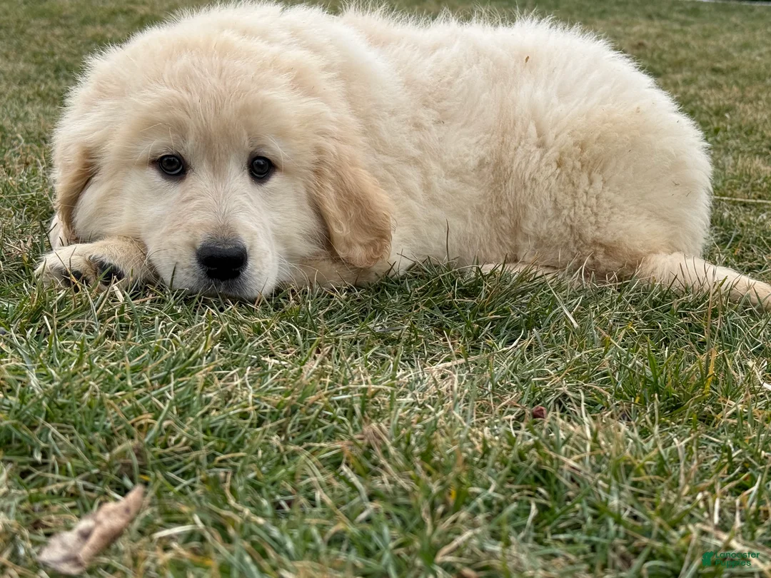 Golden Retriever dogs for sale: Peaches - Ad 2