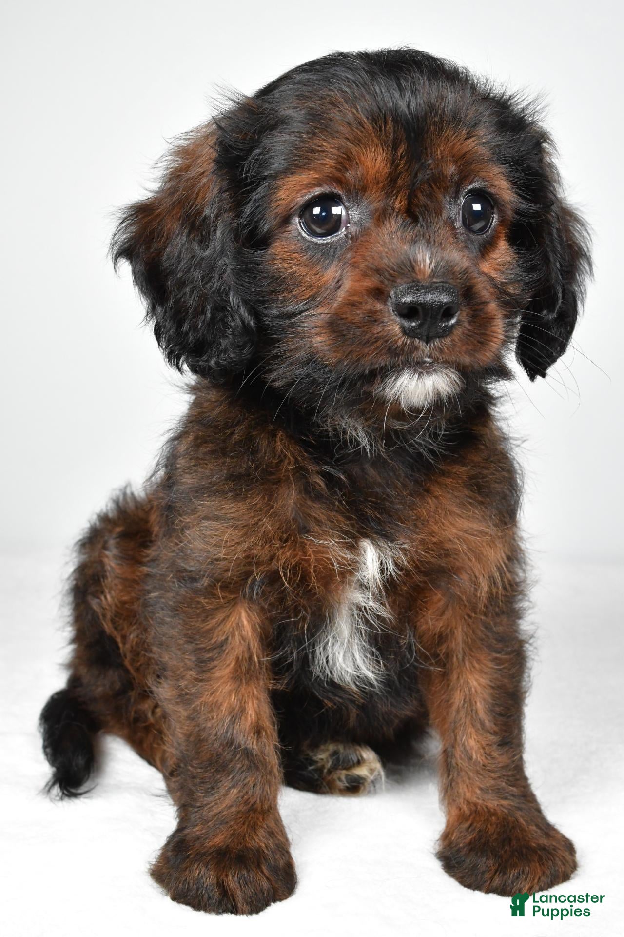 Mixed Breed dogs Arlin - Ad 2