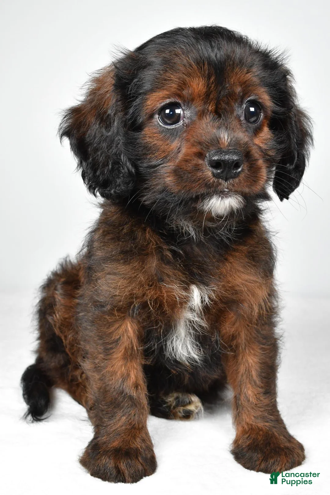 Mixed Breed dogs for sale: Arlin - Ad 2