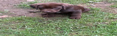 Tan collar 