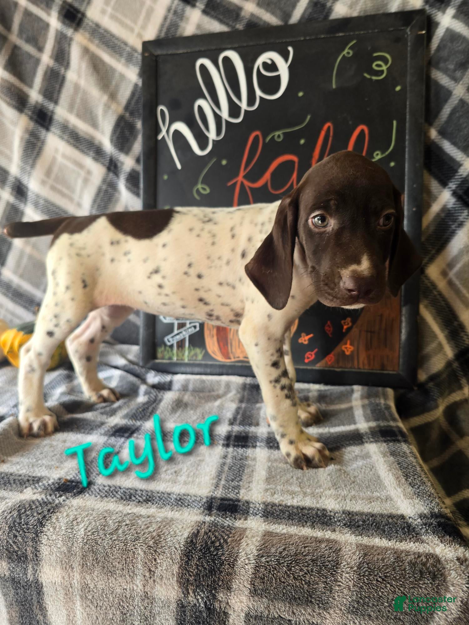 German Shorthaired Pointer dogs for sale: TAYLOR - Ad 31
