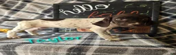 German Shorthaired Pointer dogs for sale: TAYLOR - Ad 1