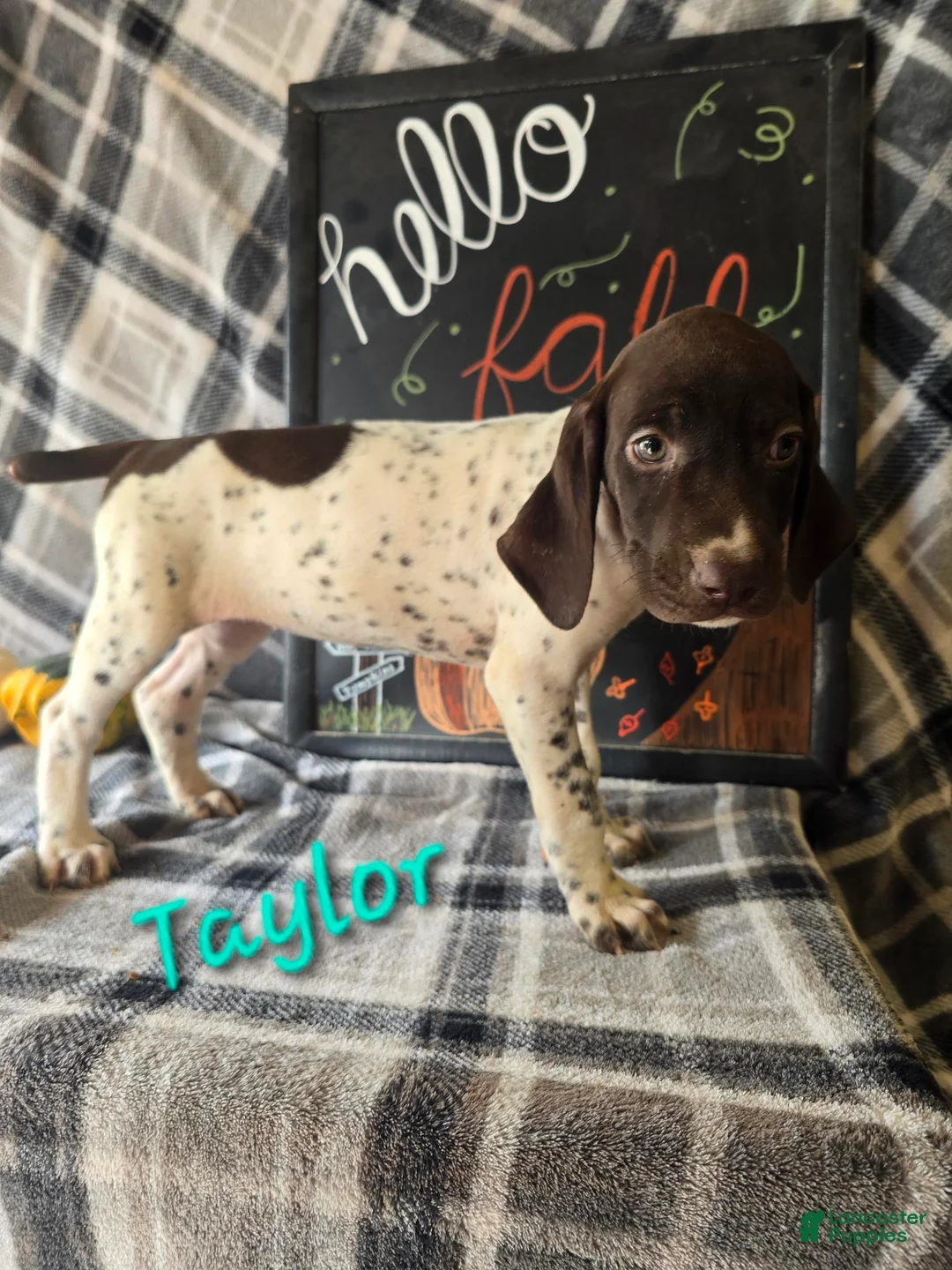 German Shorthaired Pointer dogs for sale: TAYLOR - Ad 1