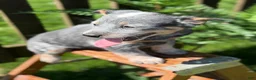 Australian Cattle Dog dogs for sale: Bailey  - Ad 2