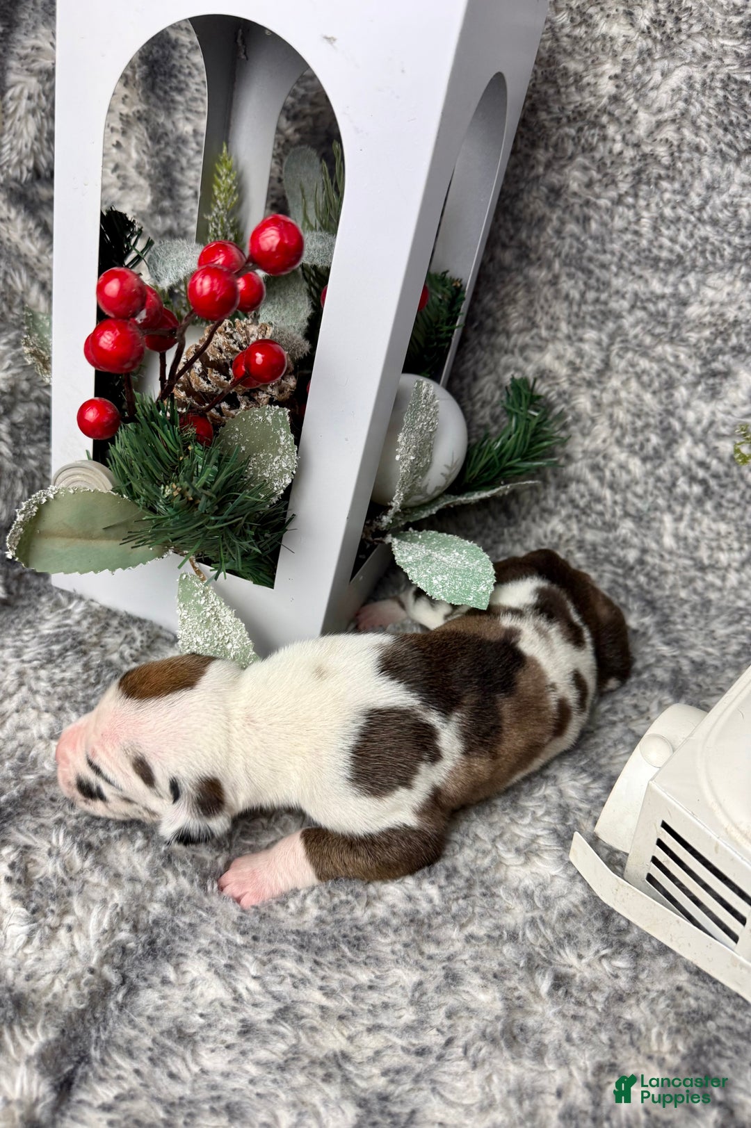 Great Dane dogs for sale: Hermione - Ad 3