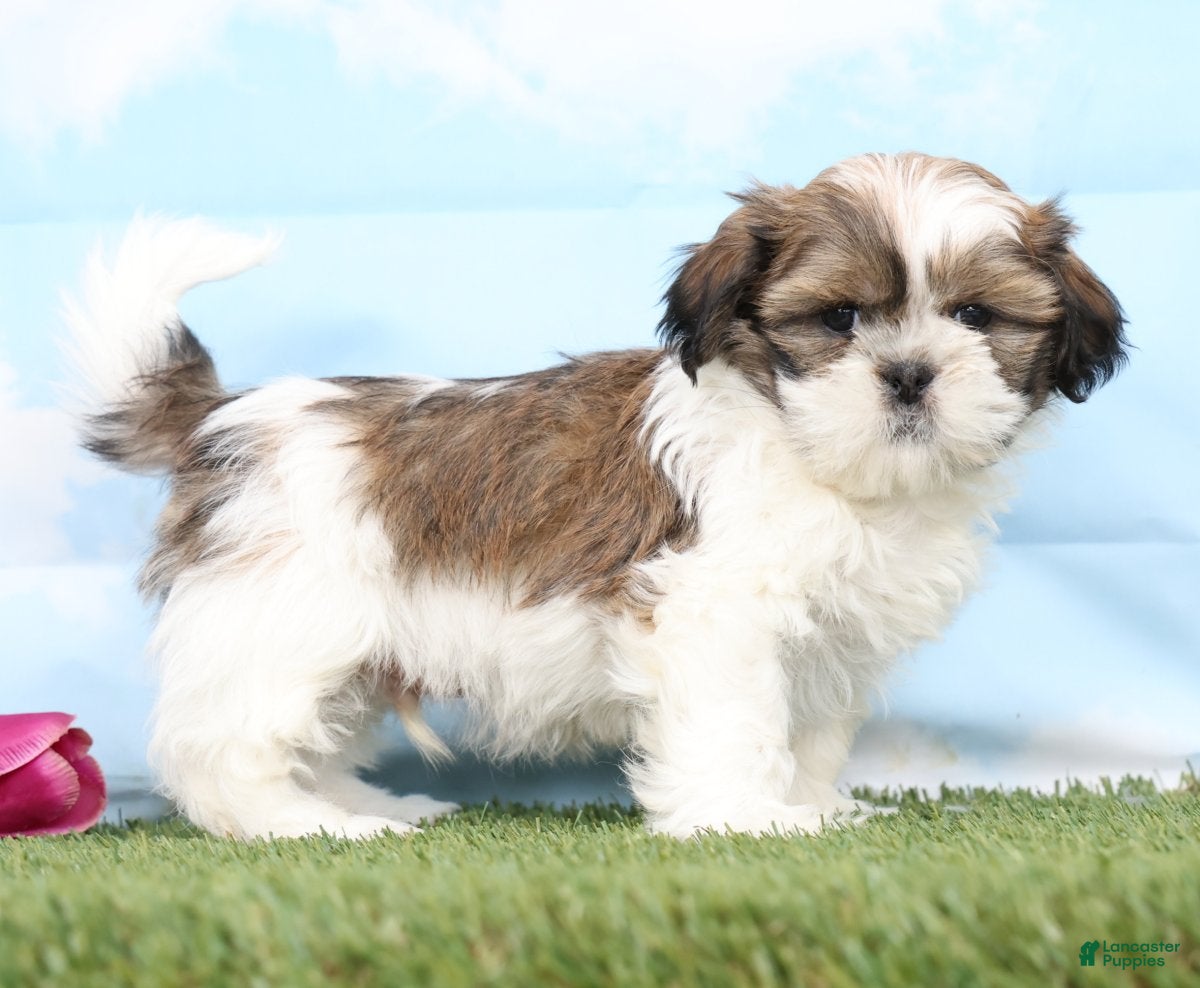 Shih Tzu dogs Brady - Ad 1
