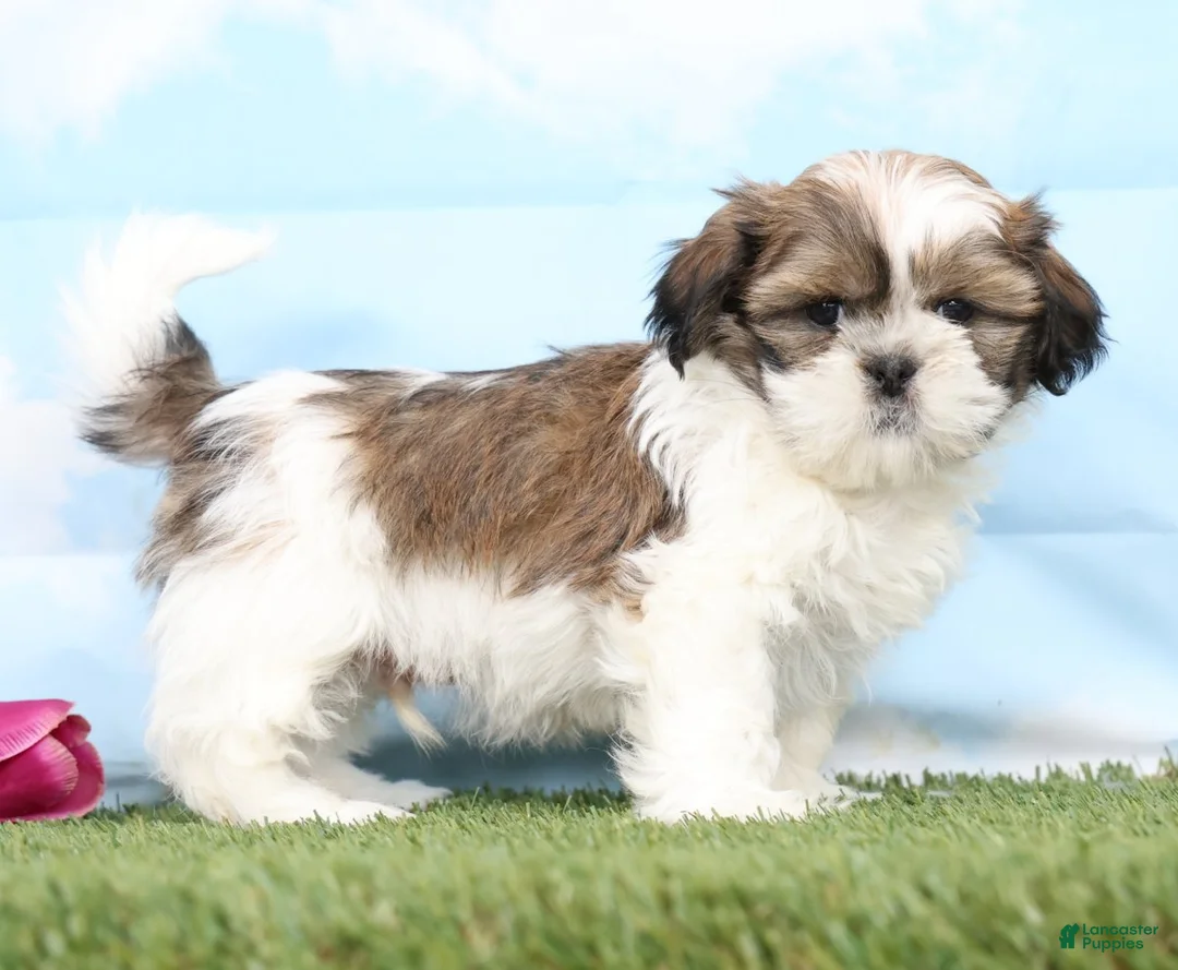 Shih Tzu dogs for sale: Brady - Ad 1