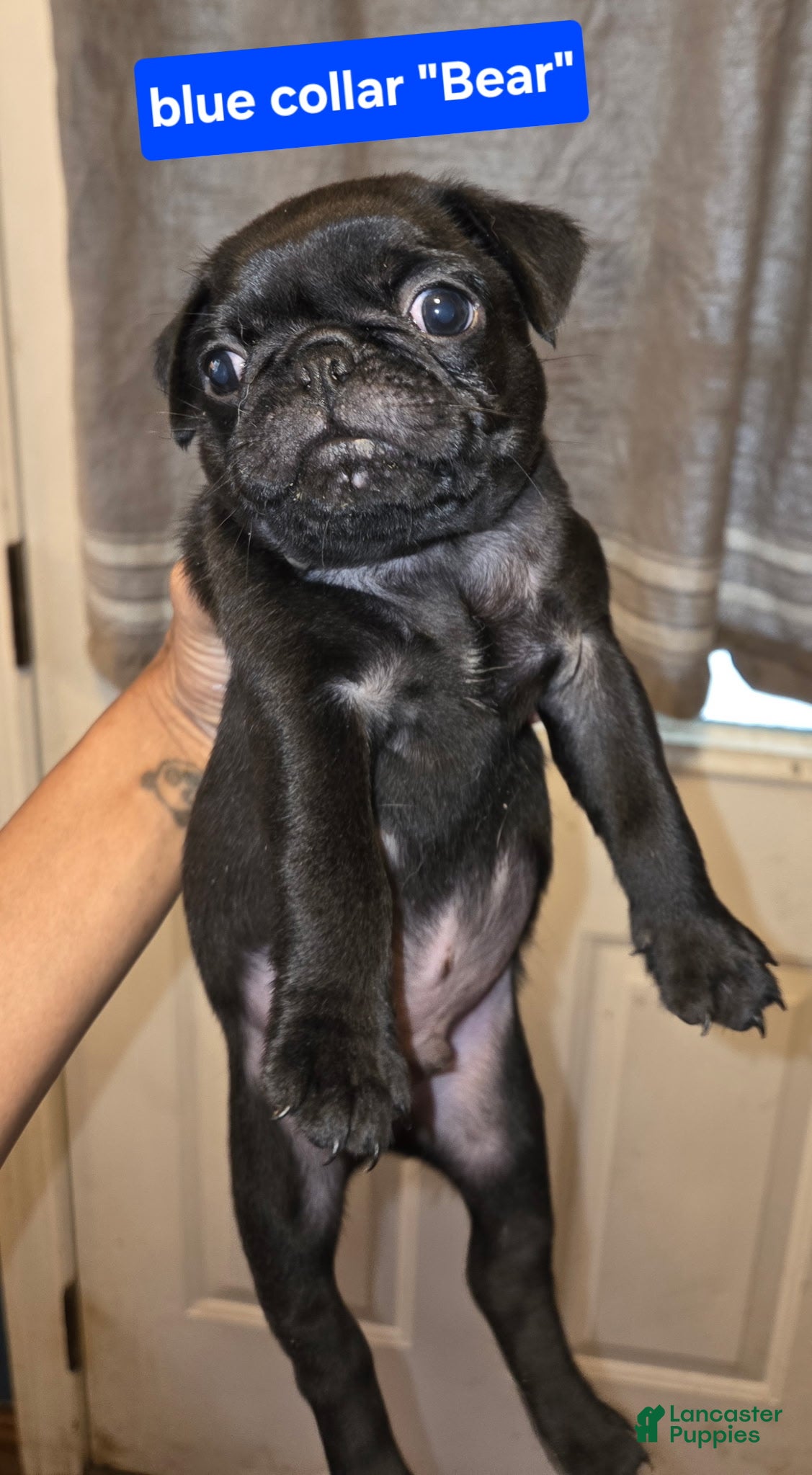 Pug dogs Bear - Ad 25