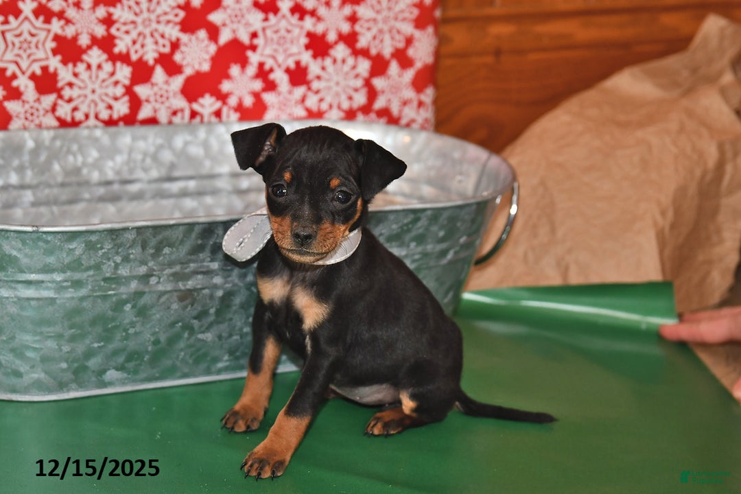 Miniature Pinscher dogs for sale: Tulsa - Ad 2