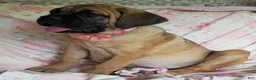 Cane Corso dogs for sale: Abby - Ad 9