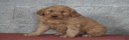 Golden Retriever dogs for sale: Della - Ad 5