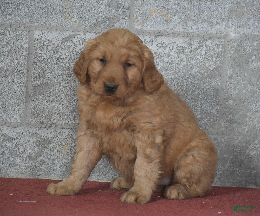 Golden Retriever dogs for sale: Della - Ad 5