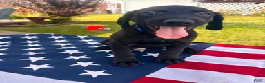 Oswald