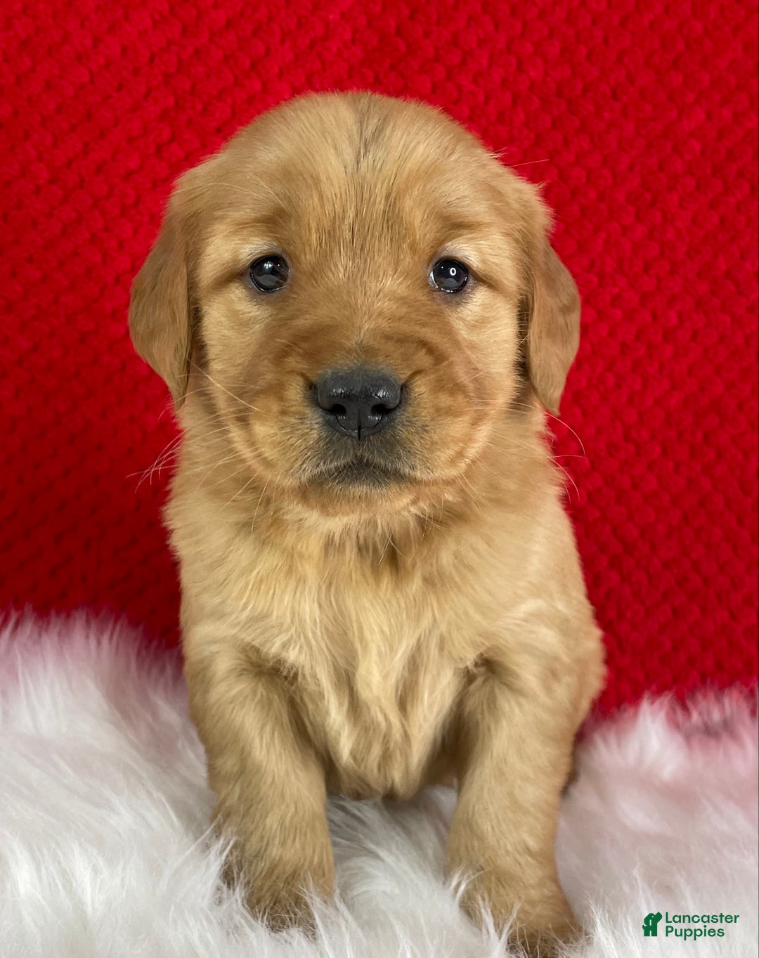 Golden Retriever dogs for sale: Stella  - Ad 3