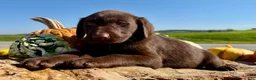 Labrador Retriever dogs for sale: Tucker  - Ad 6