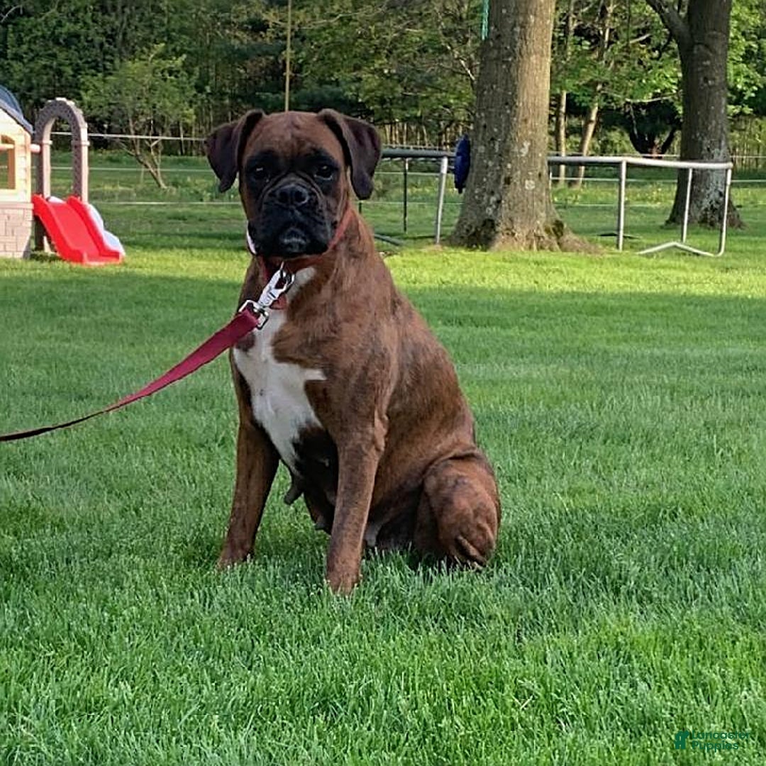 Boxer dogs for sale: Rocket - Ad 7