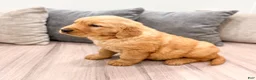 Golden Retriever dogs for sale: Buddy - Ad 4