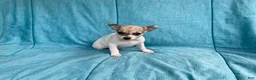 Chihuahua dogs for sale: Theodore - Ad 4