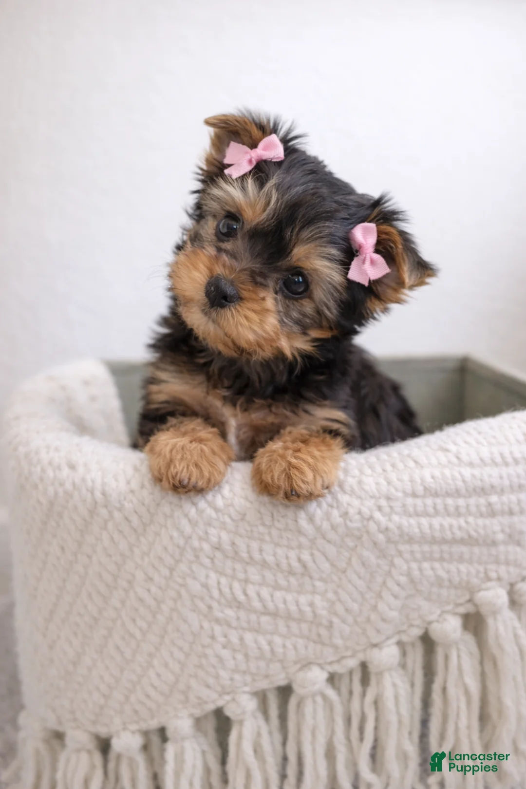 Yorkshire Terrier dogs for sale: Trixie - Ad 1