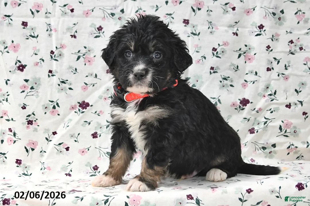 Bernedoodle dogs for sale: Asher - Ad 2