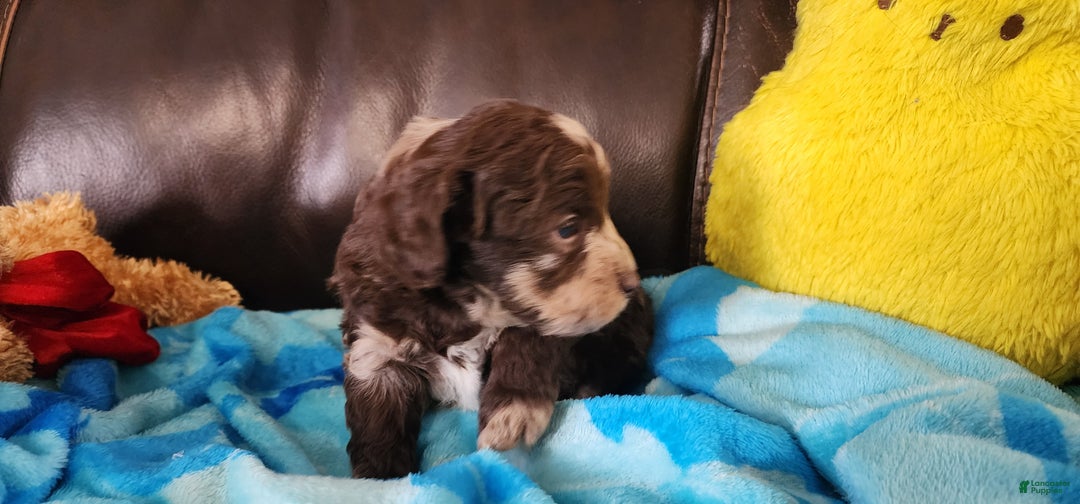 Shihpoo dogs for sale: Gideon - Ad 5