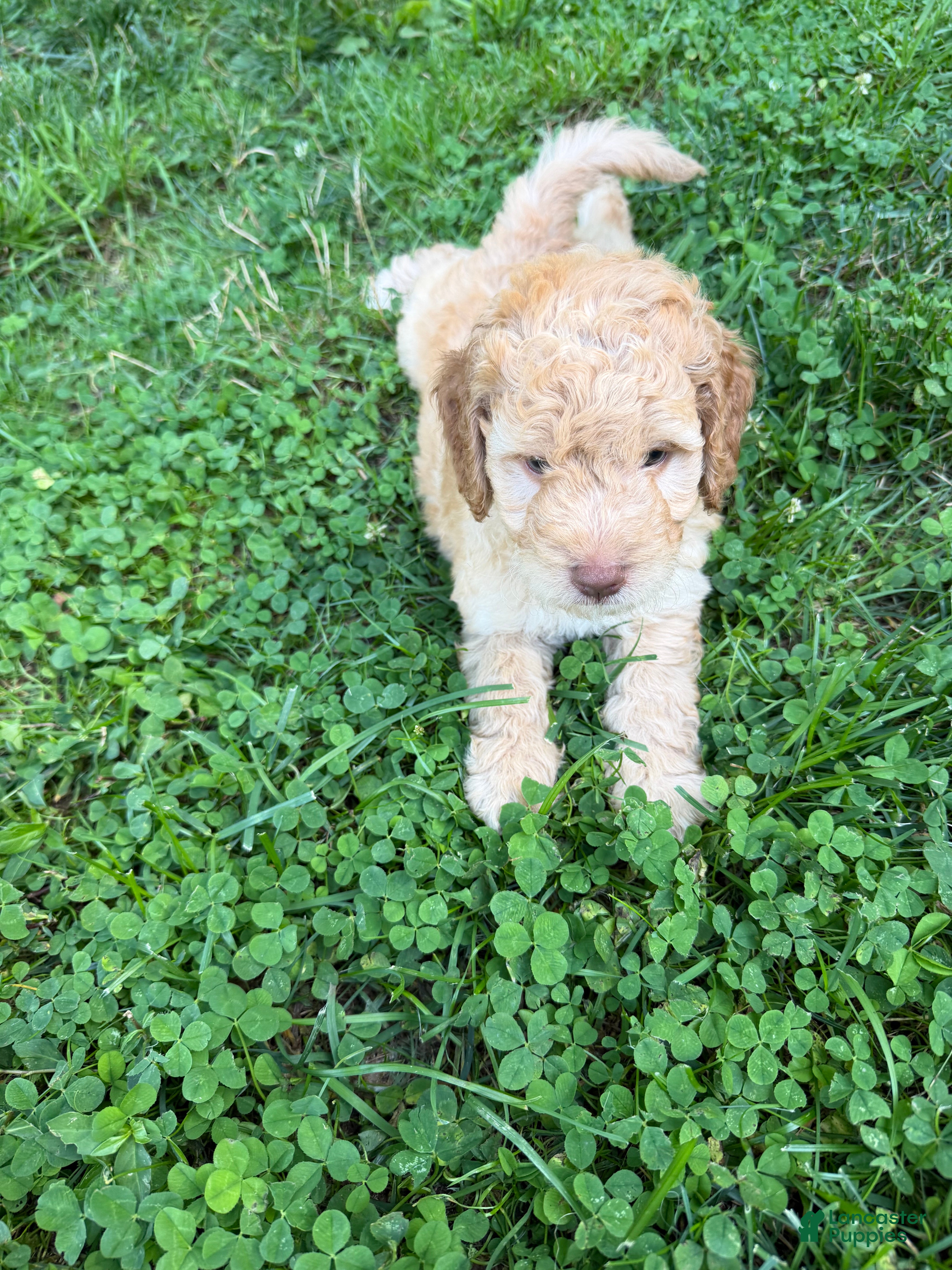 Aussiedoodle dogs Charlie - Ad 1