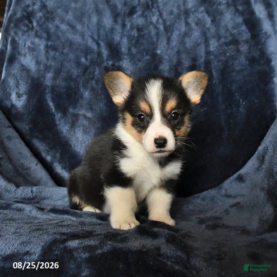 Welsh Corgi Pembroke dogs Riley - Ad 2