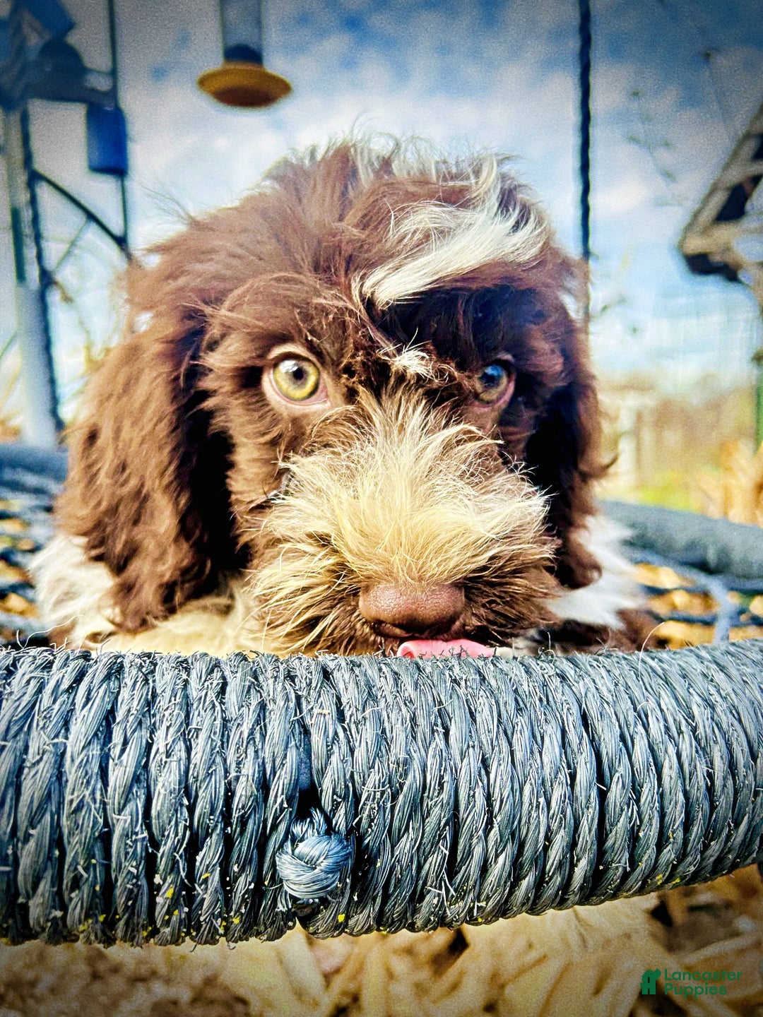 Havapoo dogs for sale: Pilot - Ad 12