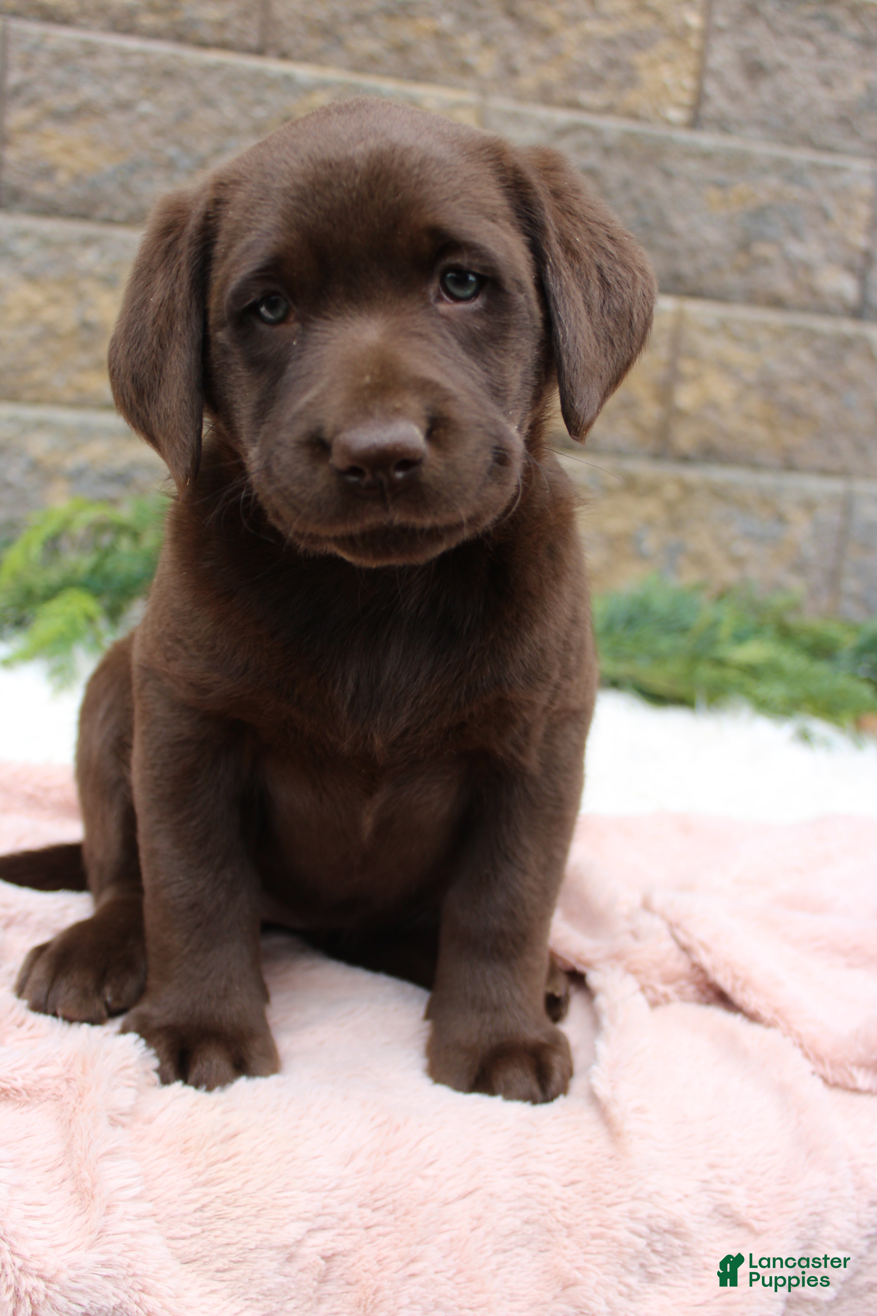 Labrador Retriever dogs for sale: Sue - Ad 1