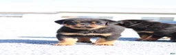 Rottweiler dogs for sale: Donn  - Ad 2