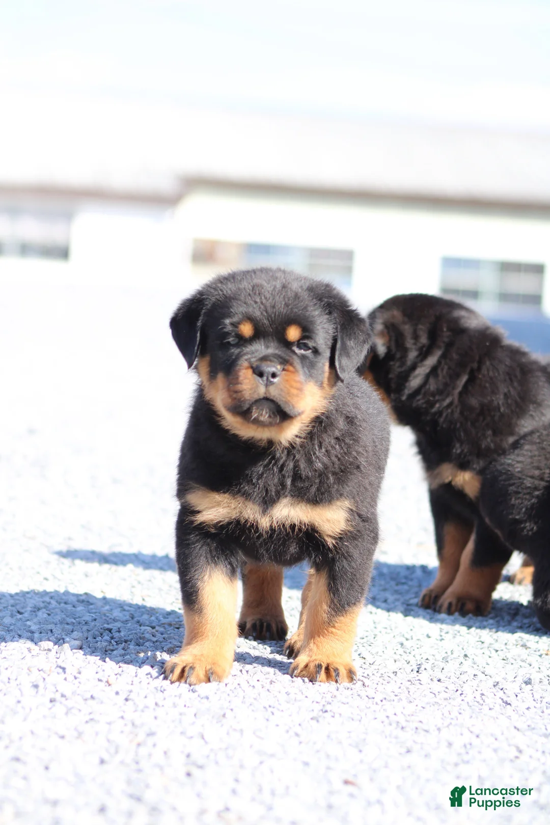 Rottweiler dogs for sale: Donn  - Ad 2