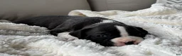 Boxer dogs for sale: Penelope  - Ad 5