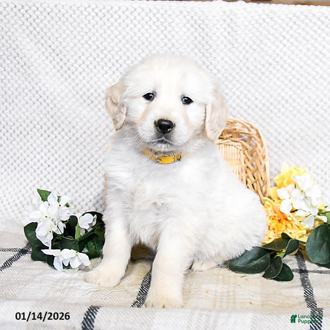 Golden Retriever dogs for sale: Sarge - Ad 1