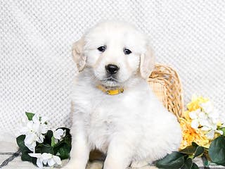 Golden Retriever dogs Sarge - Ad 22