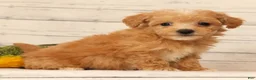 Bichpoo dogs for sale: Omar - Ad 5