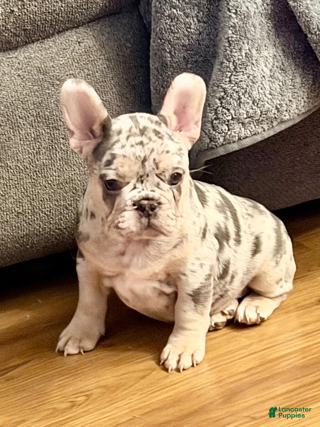 Gallery Image {{count}}