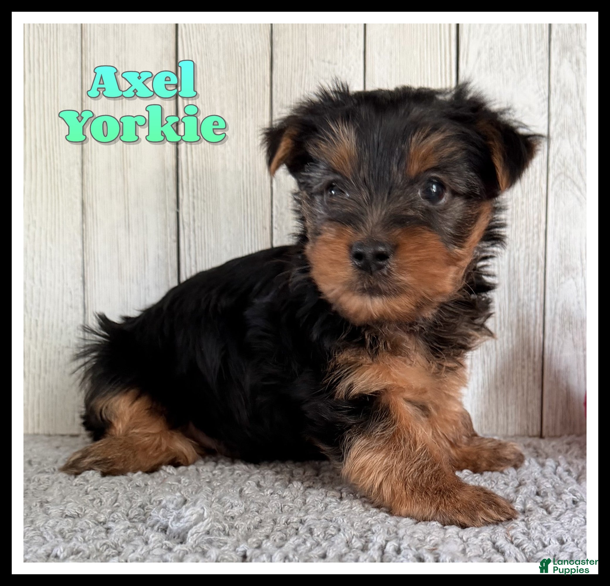 Yorkshire Terrier dogs Axel - Ad 1